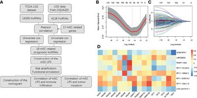 The Role of m5C-Related lncRNAs in Predicting Overall Prognosis and Regulating the Lower Grade Glioma Microenvironment